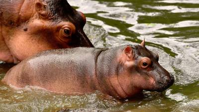 Danish zoo sparks outrage with call for animals as predator food