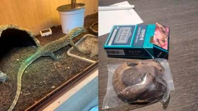 Komodo dragon found hidden in underwear as smuggling attempt busted in South Korea