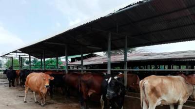 Indonesia to develop cattle farms to reduce meat imports