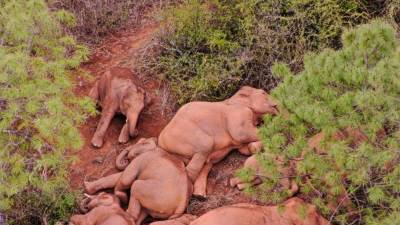 Asian elephants mourn, bury their dead calves: study