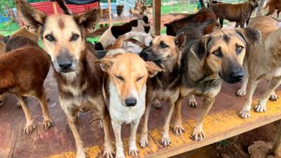 State govt’s plans to carry out mass culling of stray dogs disappointing: Furrykids Safehaven