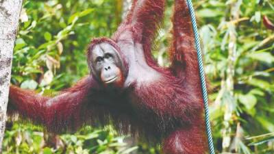 Advocating orangutan diplomacy