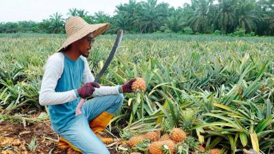 LPNM tingkatkan nilai tambah produk sisa nanas melalui anyaman daun
