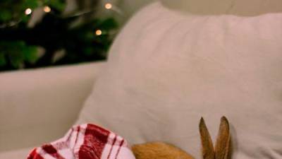 Pet festivities