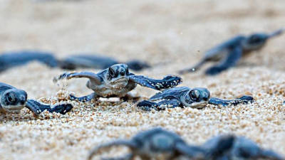 Malaysia launches first waqf for turtle conservation in Terengganu