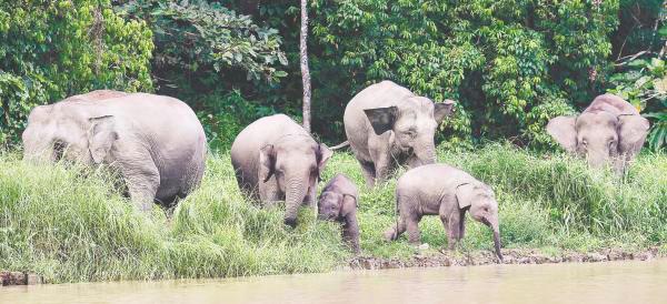 The reforestation efforts in the Kinabatangan Wildlife Sanctuary in Sabah have restored degraded lands, creating wildlife corridors connecting fragmented habitats and supporting species such as the Bornean pygmy elephant. – BERNAMAPIX