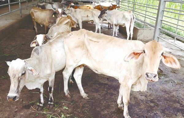 Kalaivanan said factory-farmed livestock are subjected to overcrowded and inhumane conditions, and kept in cramped cages or enclosures. - BERNAMApix