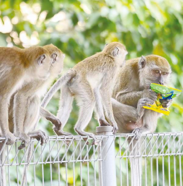 An effective strategy to manage wild animals near residential areas is to use natural barriers and deterrents such as planting buffer crops, said Siti Noor Hajjar. – AMIRUL SYAFIQ/THESUN