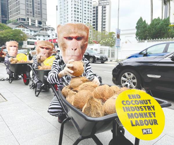 Peta protesters in prison uniforms and monkey masks pushing wheelbarrows with coconuts to the Royal Thai Embassy in Jalan Ampang on Wednesday. – Pic courtesy of PETA