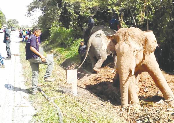 Mohd Yusoff said farms or newly established plantations may lie in the paths of elephants and can contribute to conflicts. – PIC COURTESY OF PERHILITAN MALAYSIA