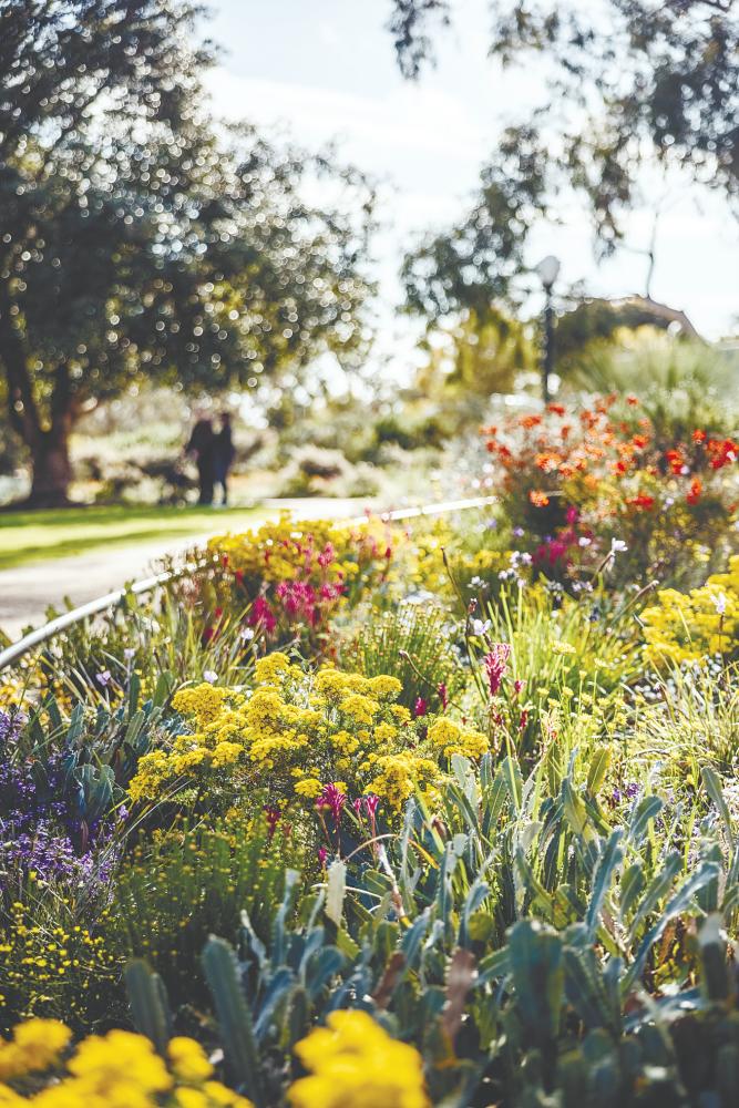 $!Gorgeous flowers at Kings Park and Botanic Garden