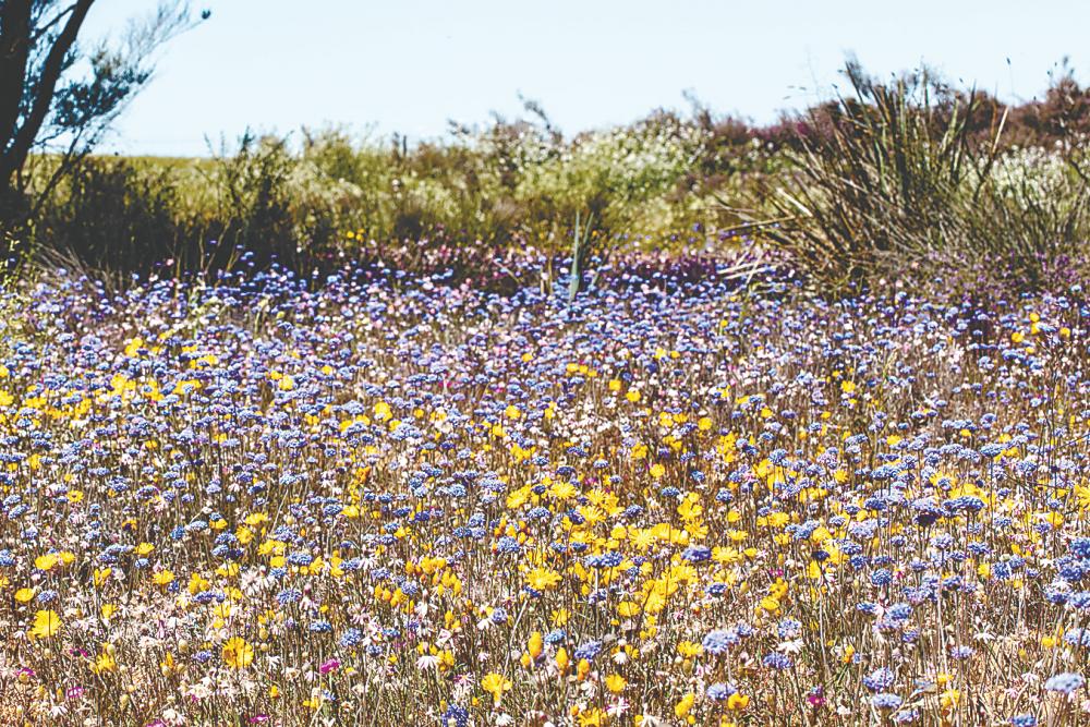 $!Beautiful blooms at Mullewa.