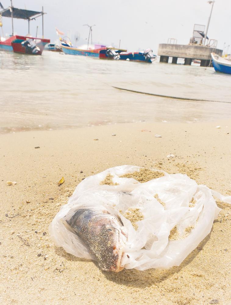 Plastic pollution in oceans leads to death of marine animals through ingestion and getting entangled in fishing nets and other discarded plastic material. – MASRY CHE ANI/THESUN