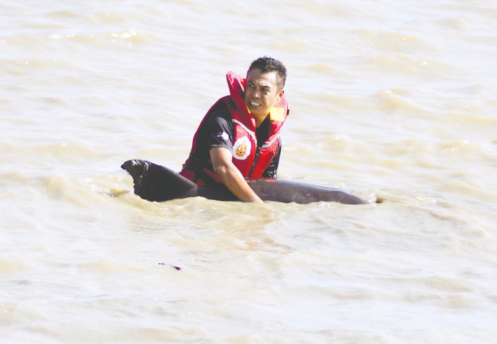 A firefighter assisting a stranded dolphin to get back into deeper waters. Wan Mohd Syazwan said fishermen and boat operators should be trained to report sightings and strandings. – SUNPIC