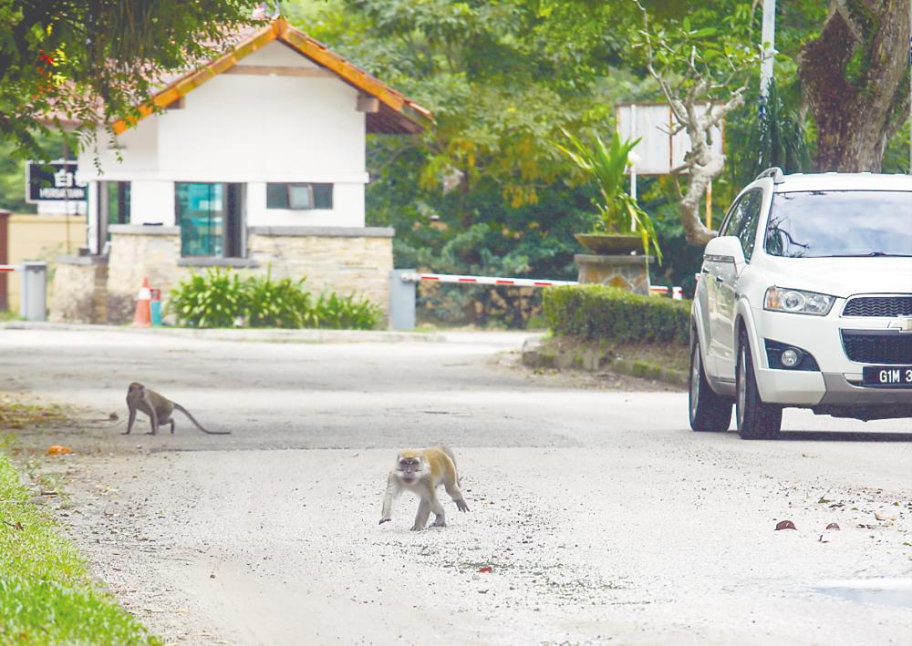 Tengku Rinalfi Putra said climate change also plays a role in altering wildlife behaviour as shifting weather patterns disrupt the growth of plants and affect the entire food chain. – AMIRUL SYAFIQ /THESUN