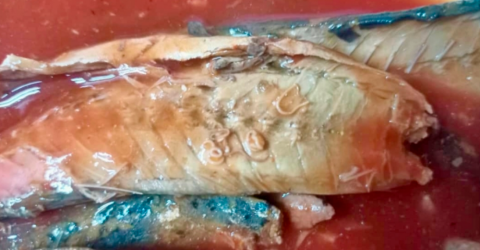 马来西亚检获受污染沙丁鱼罐头