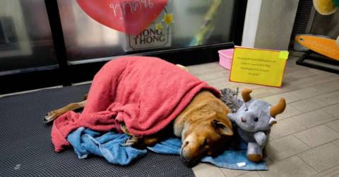 Dog waits outside 7-Eleven for late owner who’ll never return