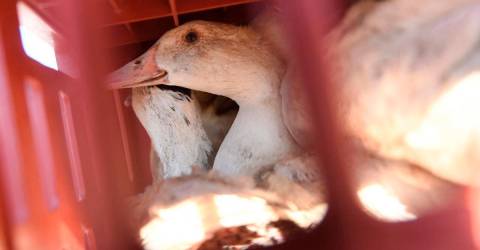 Bird flu outbreaks in mammals double, raising human risk: report