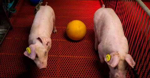 Chinese doctors implant pig liver in human for first time
