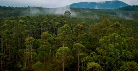 320万公顷天然林面临危险