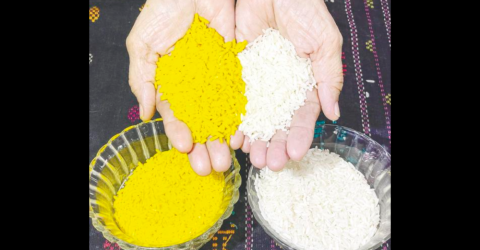 专家称，没有计划种植或进口黄金大米 – 太阳报