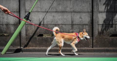China’s first pet gym offers dog treadmills and spa care