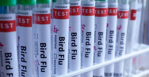 US gives conditional nod to Zoetis bird flu vaccine for poultry