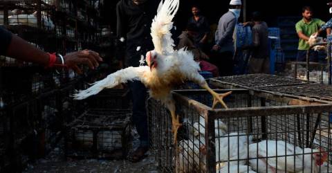 Bird flu shows world not ready for future pandemics: report