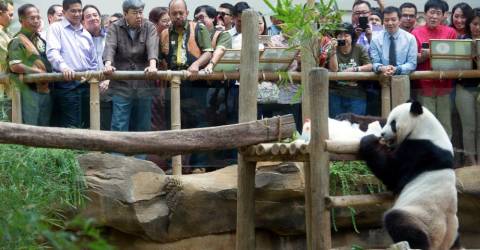 Malaysia-China akan bincang tempoh perjanjian pinjaman panda gergasi: PM