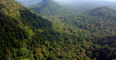马来西亚重申维持50%森林覆盖率的承诺