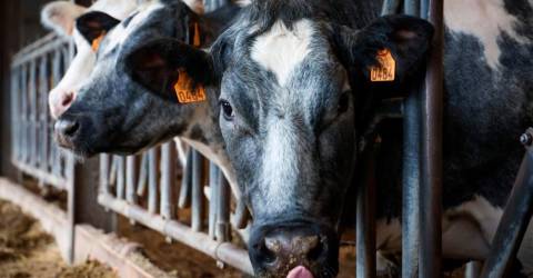 Estados Unidos registra el cuarto caso humano de gripe aviar vinculado a las vacas