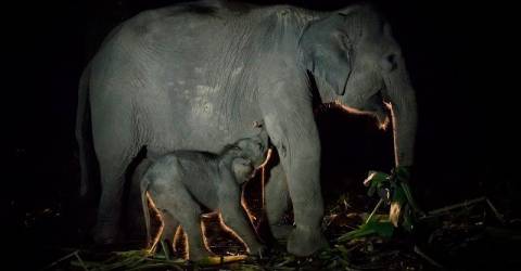 Yangon Zoo celebrates World Elephant Day with stories about its oldest Asian elephant