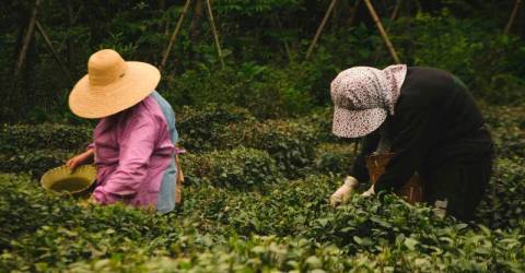 China unveils plan to ramp up high-standard farmland development to ensure food security