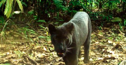 Panther killed after being hit by MPV in Seremban