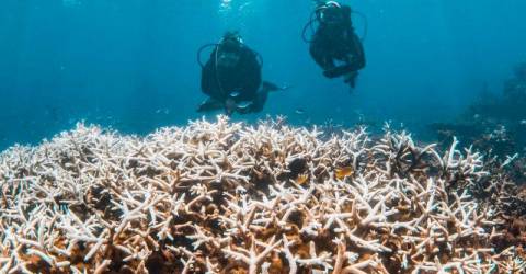 Coral reefs pushed to brink as bleaching crisis worsens