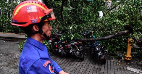 DBKL Diarah Segera Tebang Pokok Berisiko Tinggi