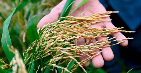 Padi Price Hike to Boost Farmers & Yield