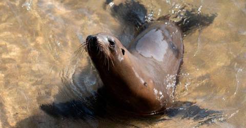 US hunts man who decapitated California sea lion