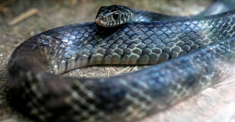 Call to remove ‘derogatory’ definition of snakes