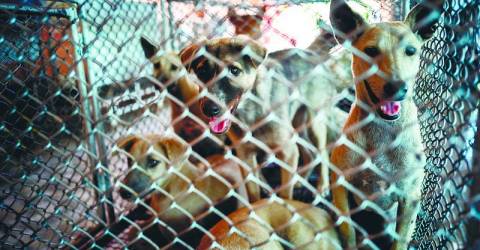 Solve stray dog issue with compassion, not cruelty