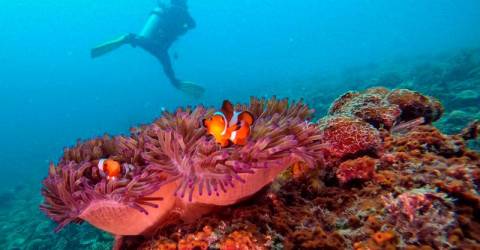 Bleaching affects 50 percent of marine park reefs in Malaysia