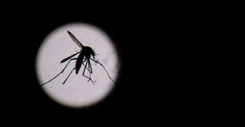 Brazil Records World’s First Oropouche Virus Deaths