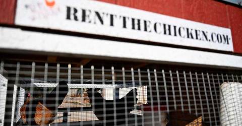 Backyard barnyard: rising egg prices prompt hen hires in US