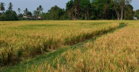 Farmers hope that rice harvester operators will reconsider increasing machine rental