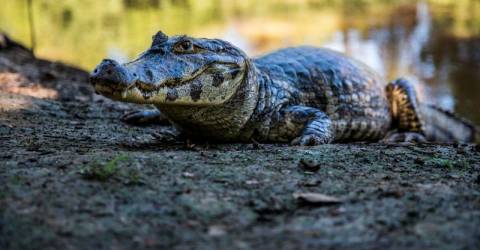 Five people survive Bolivia plane drama in alligator-filled swamp