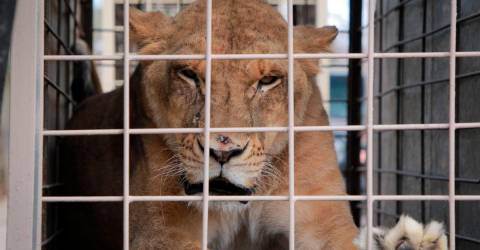 Mexican cartel turf war forces evacuation of exotic animals