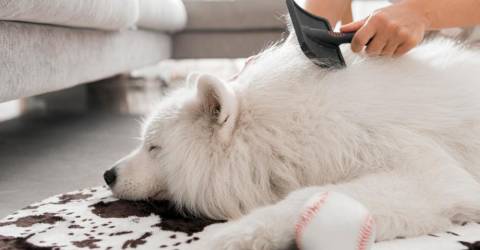 Pet friendly decorating tips