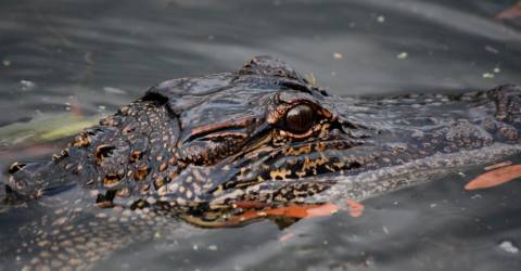 Six-year-old missing in Bintulu croc attack