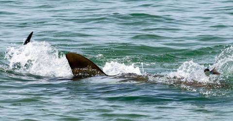 Alpha predator sharks and humans clash on an Israeli beach