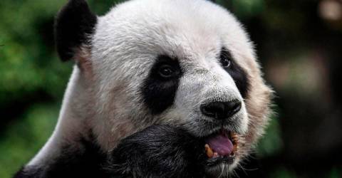 熊猫外交：促进马中关系并提升国家动物园声誉